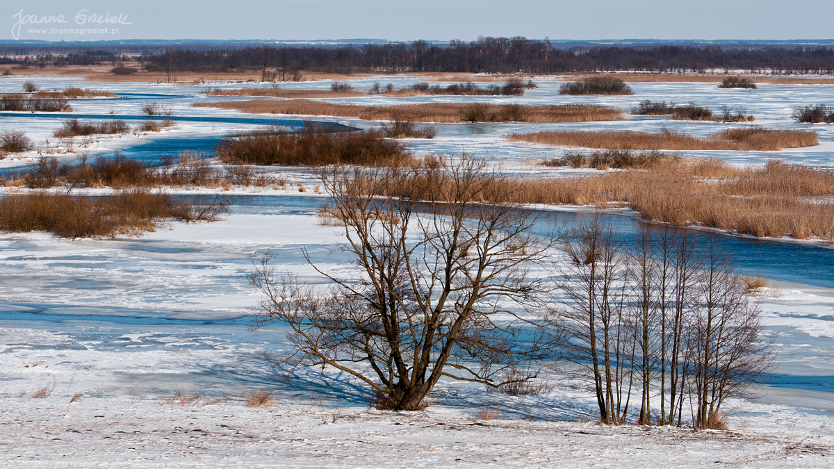 025_Biebrza - marzec 2013.jpg